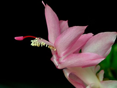 Cactus blossom