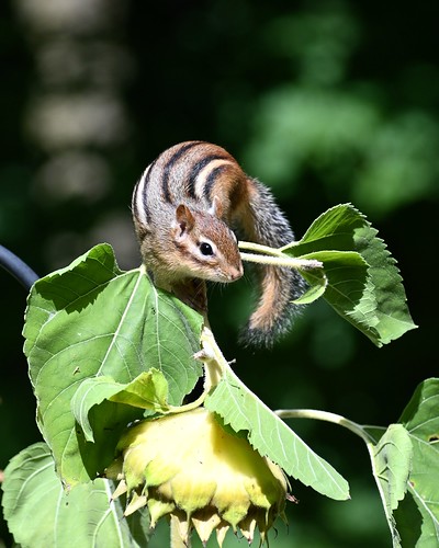 Chipmunk vs. sunflower