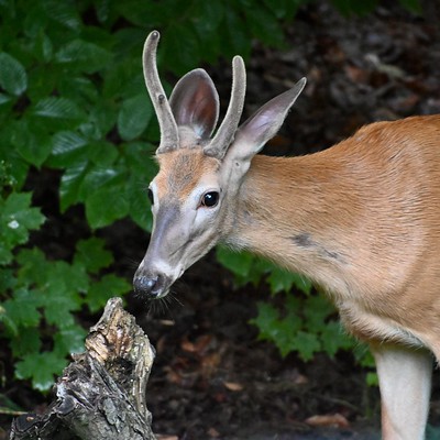 White-tailed deer