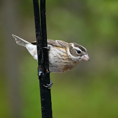 Female rose-breasted grosbeak