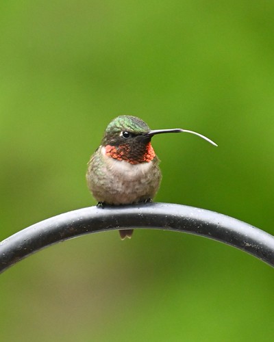 Ruby-throated hummingbird