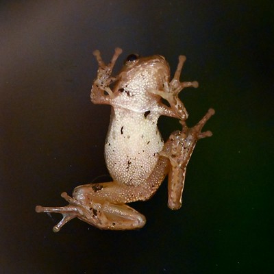 Spring peeper on door glass