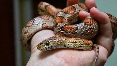 Pretzel, 25 years later