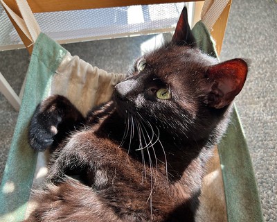 Sunbeam cat
