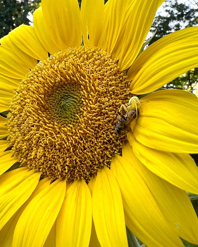 Crab spider 1, bee 0