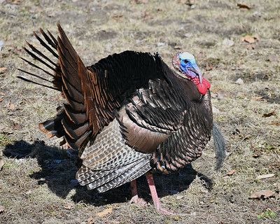 Wild turkey